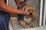 BAIN - YORKSHIRE TERRIER 090